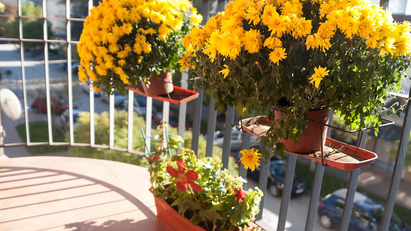 Parvekkeen kasvit ja kukat