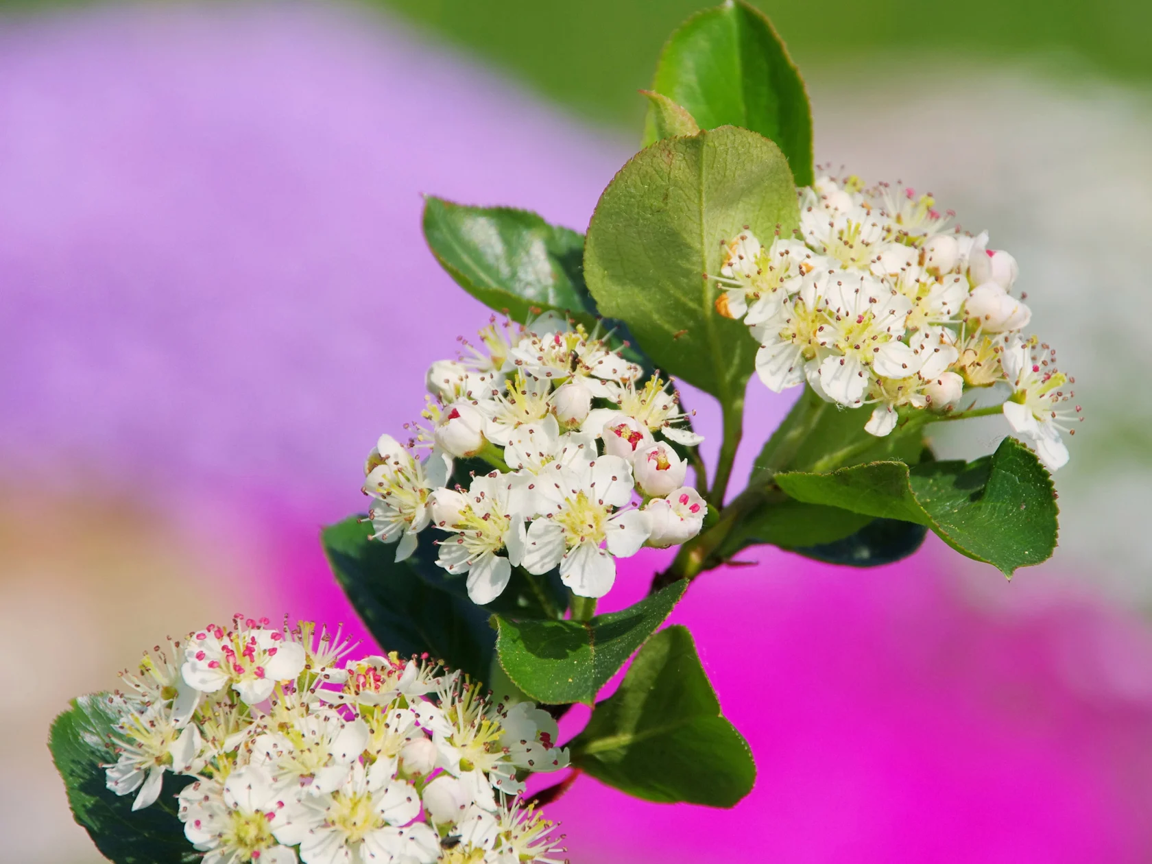 Marja-aronia