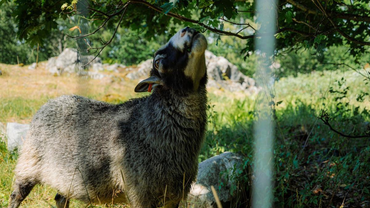 Lammas hamuaa puusta lehtiä