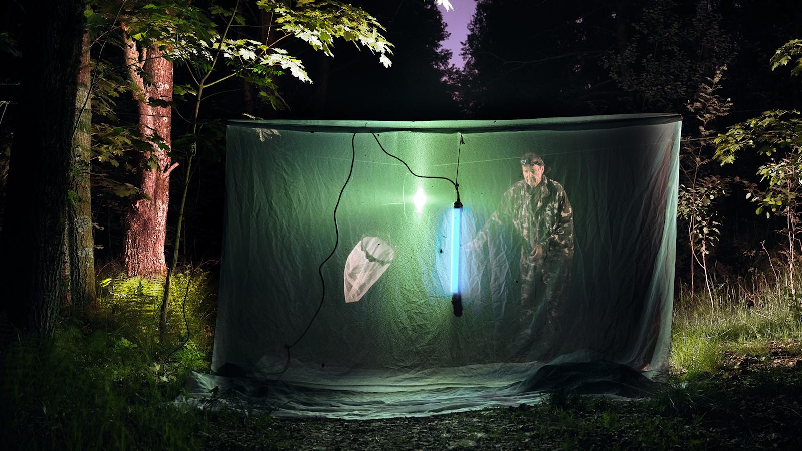 Yöllisessä metsässä mies tutkii valolla puiden väliin väliin viritettyä kangasta, johon on lentänyt perhosia