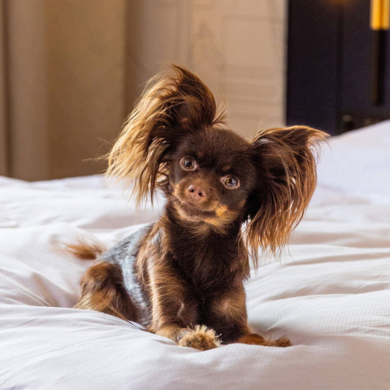 Elli-koira hotellin sängyllä