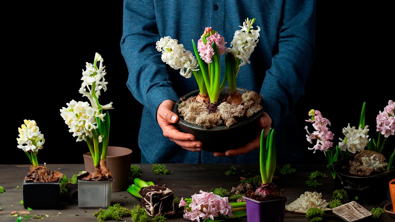 Ihminen pitelee ruukkua, jossa kasvaa hyasintteja