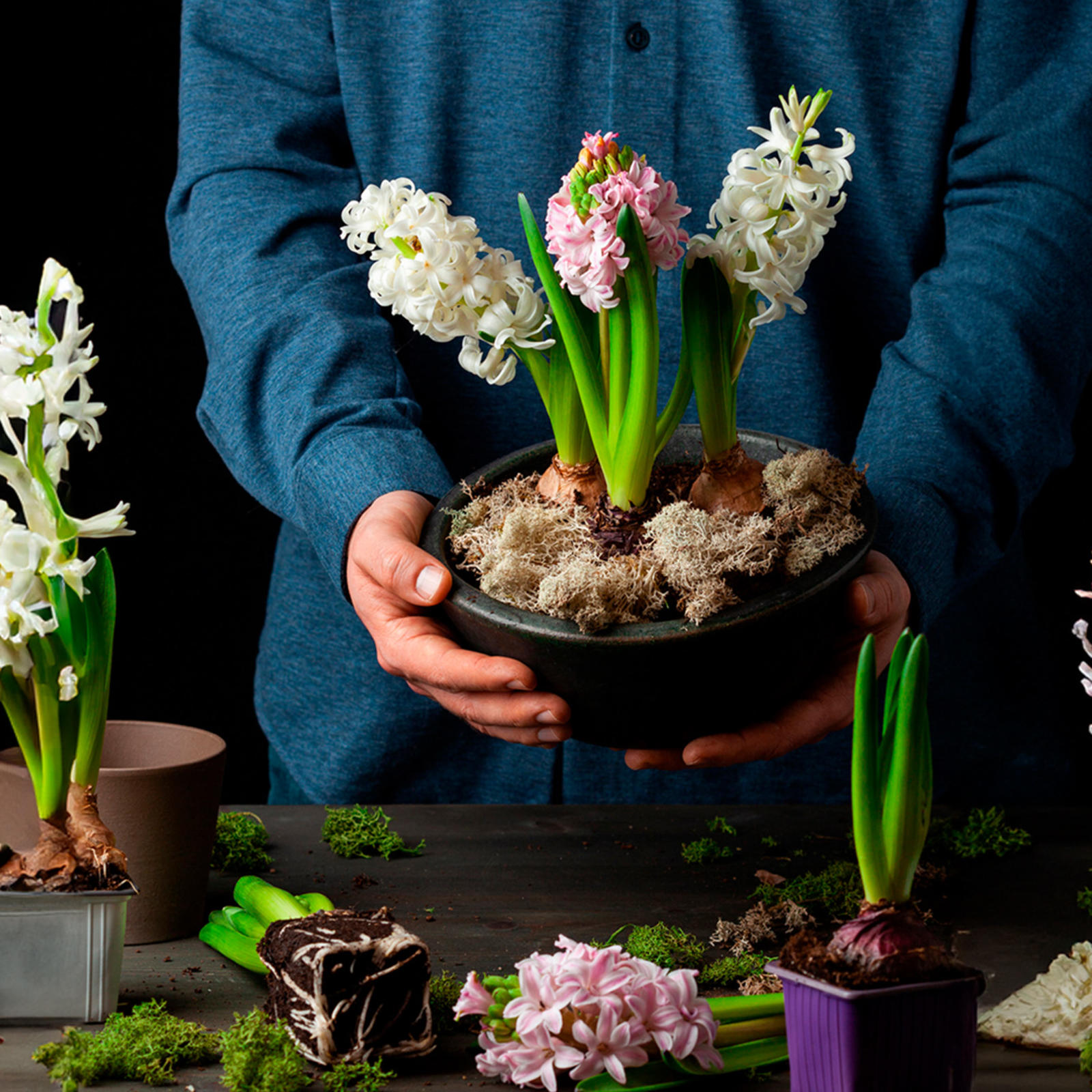 Ihminen pitelee ruukkua, jossa kasvaa hyasintteja