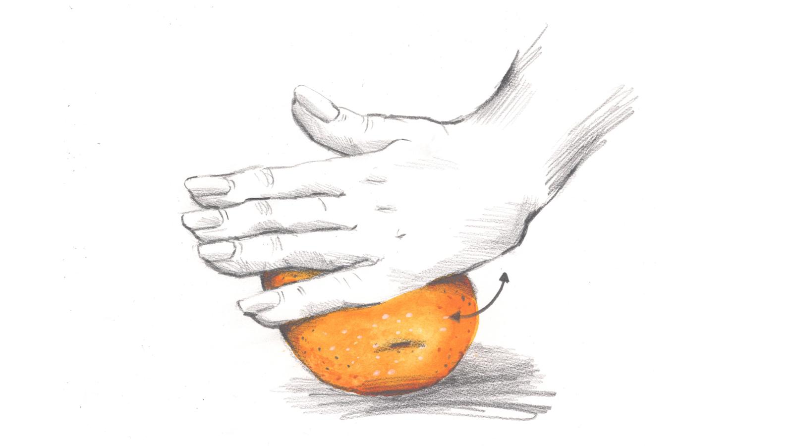 Appelsiinin kuori ja mehu irtoavat helpommin, kun painat hedelmän kämmenellä pöytää vasten ja pyörittelet sitä kevyesti painaen.