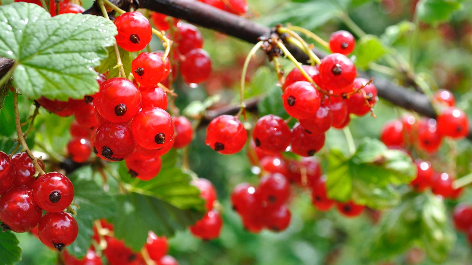 Puutarhan syyslannoitus