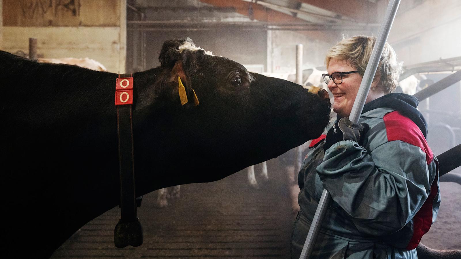 Kallion tilalla on sadan lypsylehmän lisäksi nuorta karjaa ja sonneja, yhteensä 215 päätä.