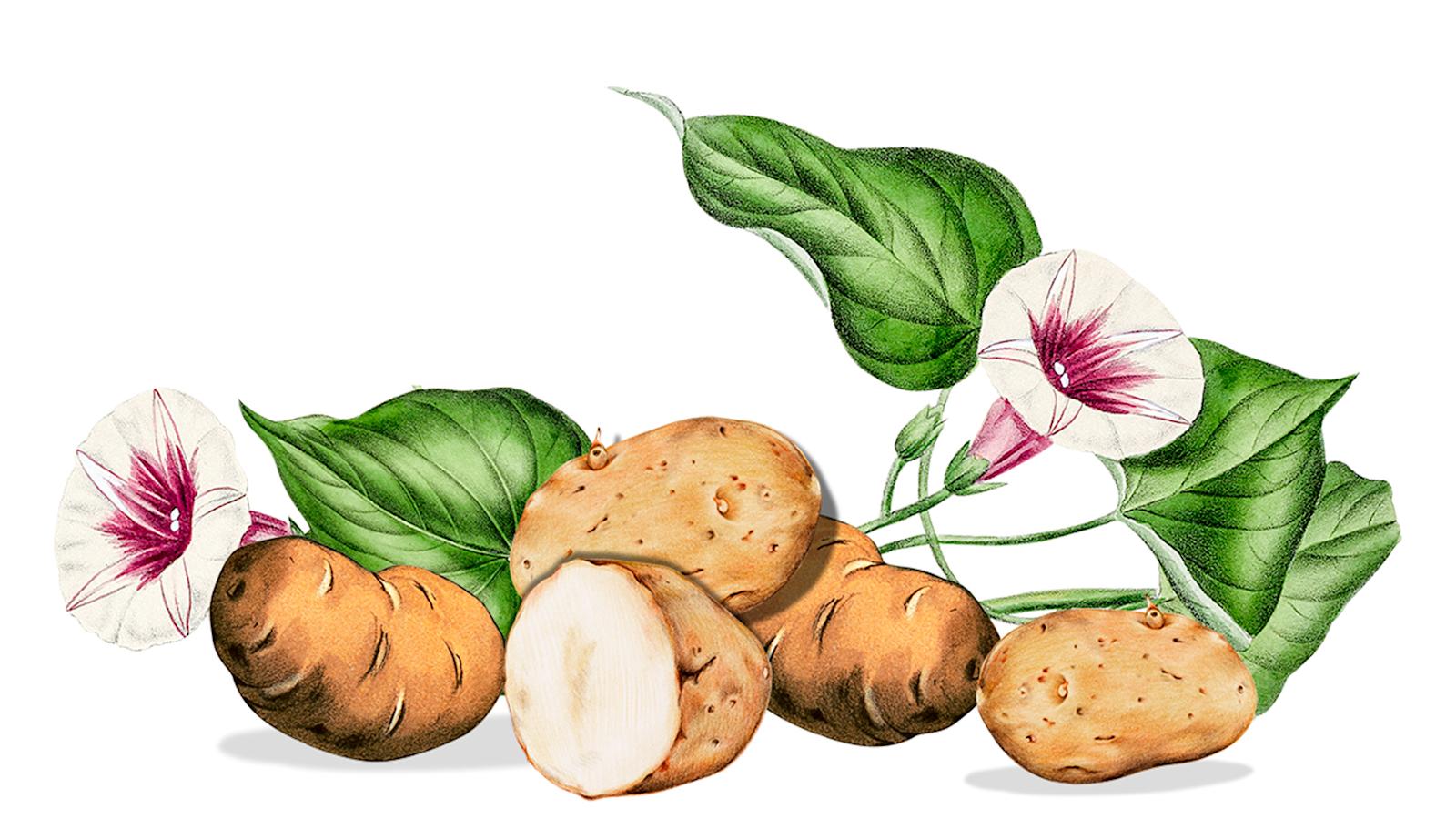 piirroskuva perunoista