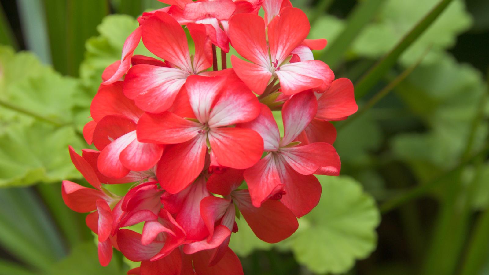 Kasviopas: pelargonit