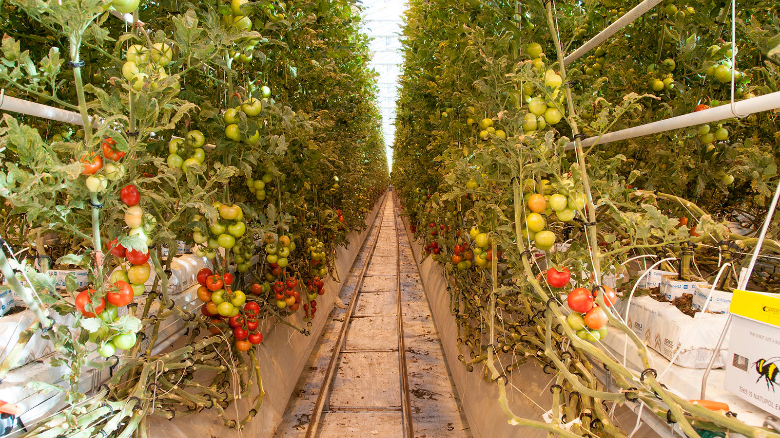 Agrifuturan kasvihuoneessa automaatio on viety pitkälle.