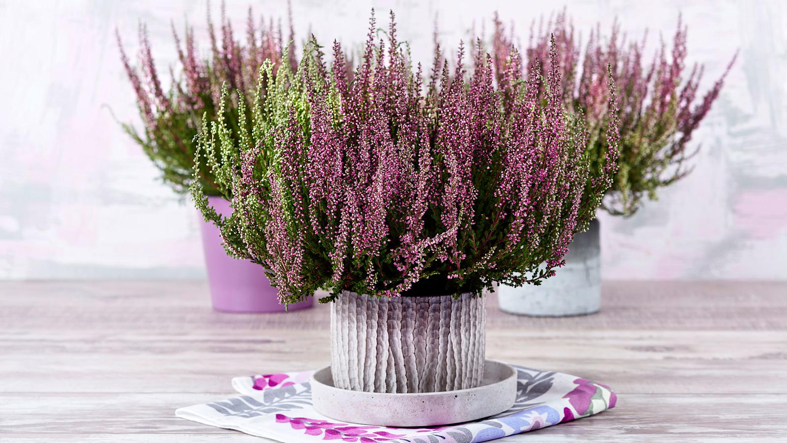 Calluna