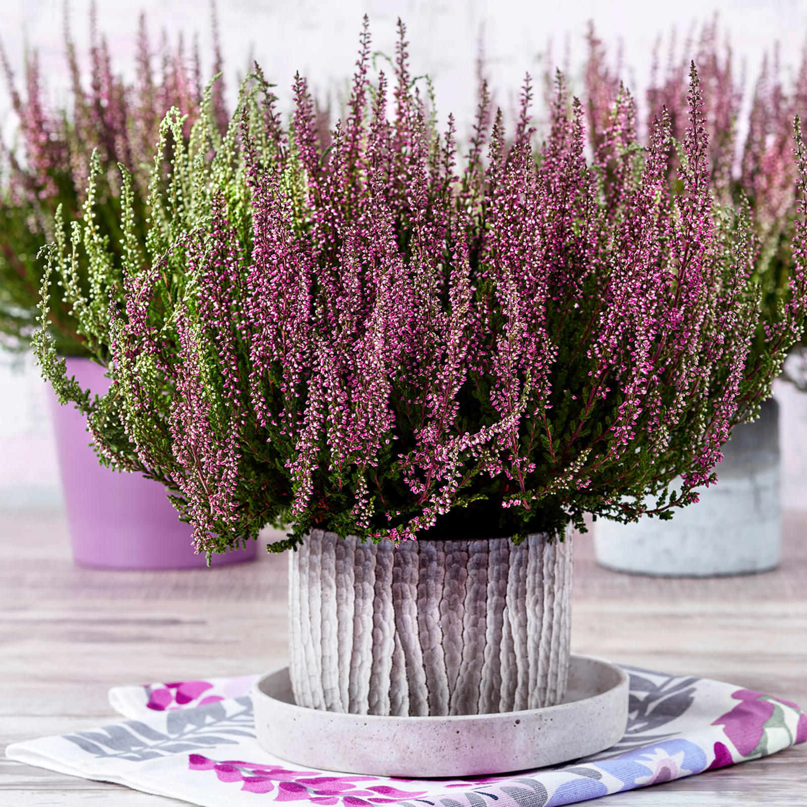 Calluna