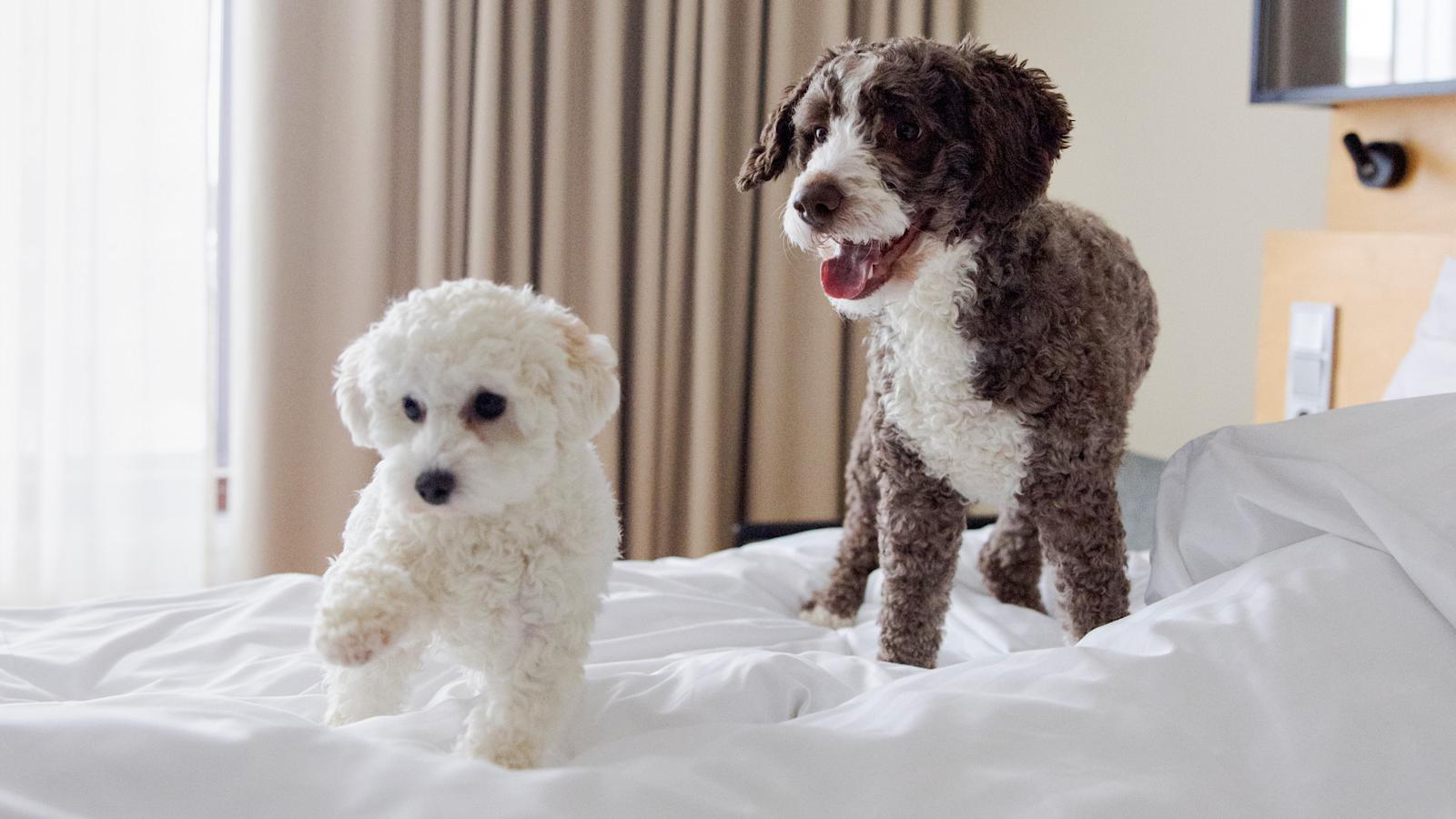 Kaksi koiraa hypähtelee hotellihuoneen sängyllä.