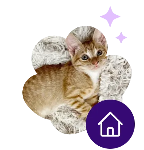 A kitten on a fluffy blanket with a purple circle with a house inside