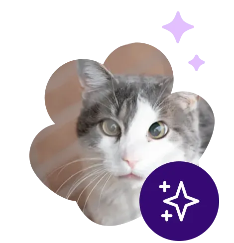 A gray and white cat in a cloud shape with a purple circle with a star inside