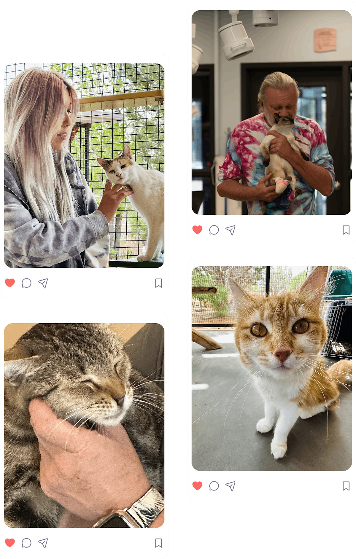 Images of cats living happily in a home with their owners