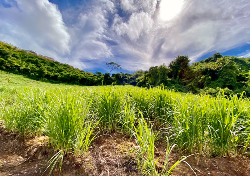 Rum 101 Part 2 Agriculture