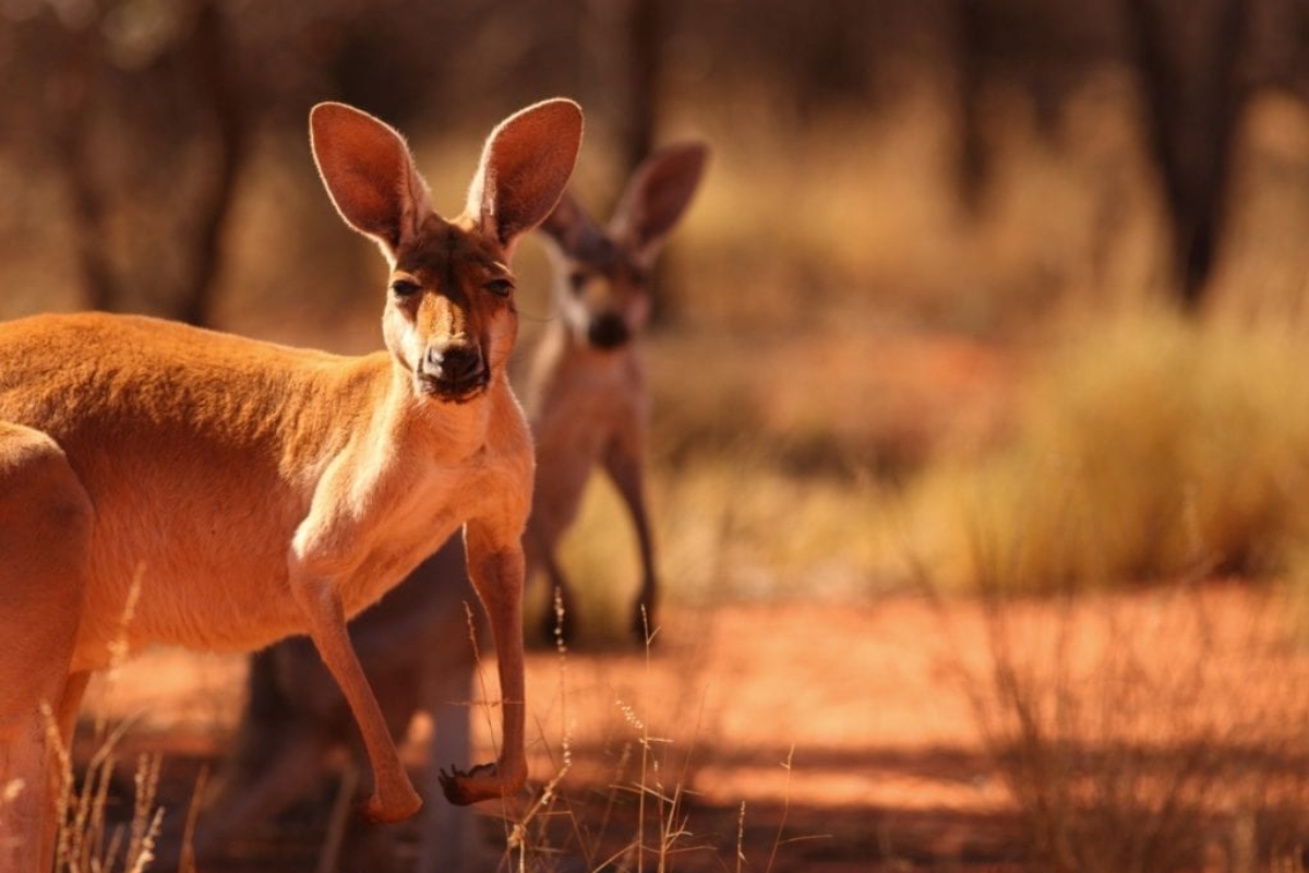 Red kangaroos in Uluṟu-Kata Tjuṯa National Park