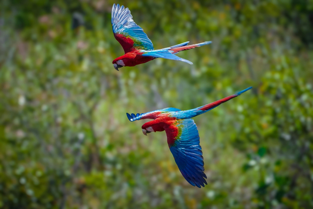 Brilliantly colored macaws soar above the Amazon canopy, a vivid reminder of the biodiversity that thrives when the rainforest is protected.