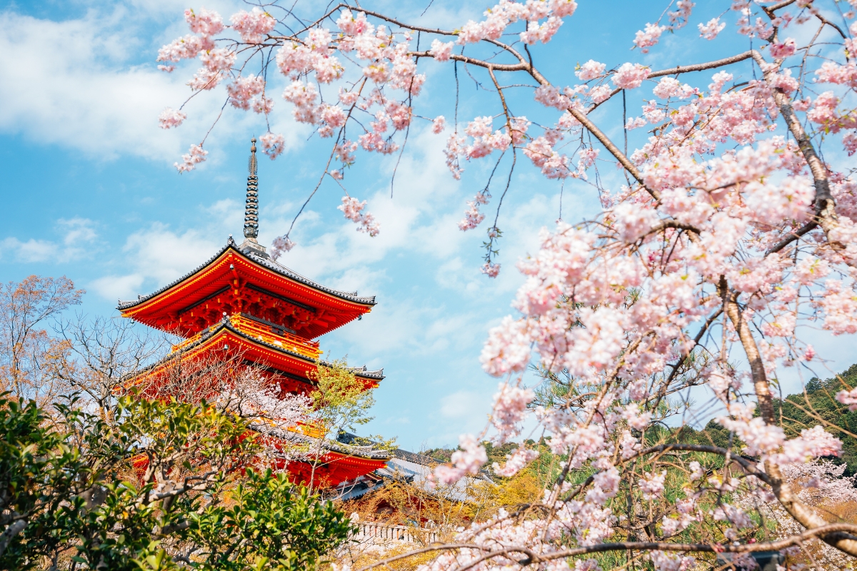 Kiyomizu-dera temple with cherry blossoms at spring in Kyoto, Japan