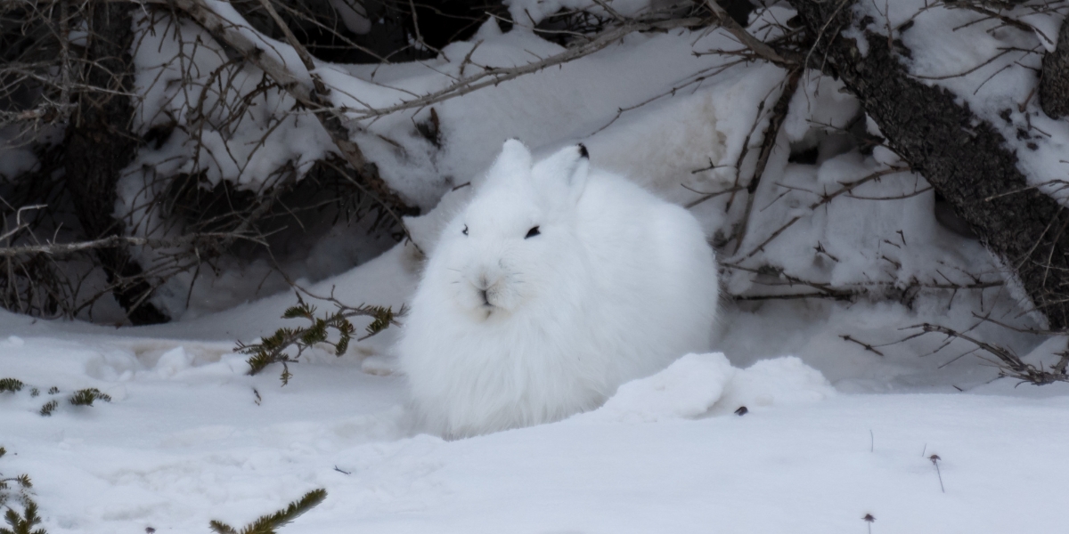 Arctic hare, wildlife
