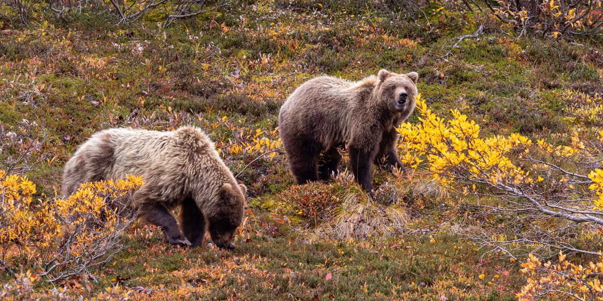 Two grizzly bears spotted in meadows of Denali National Park, Alaska