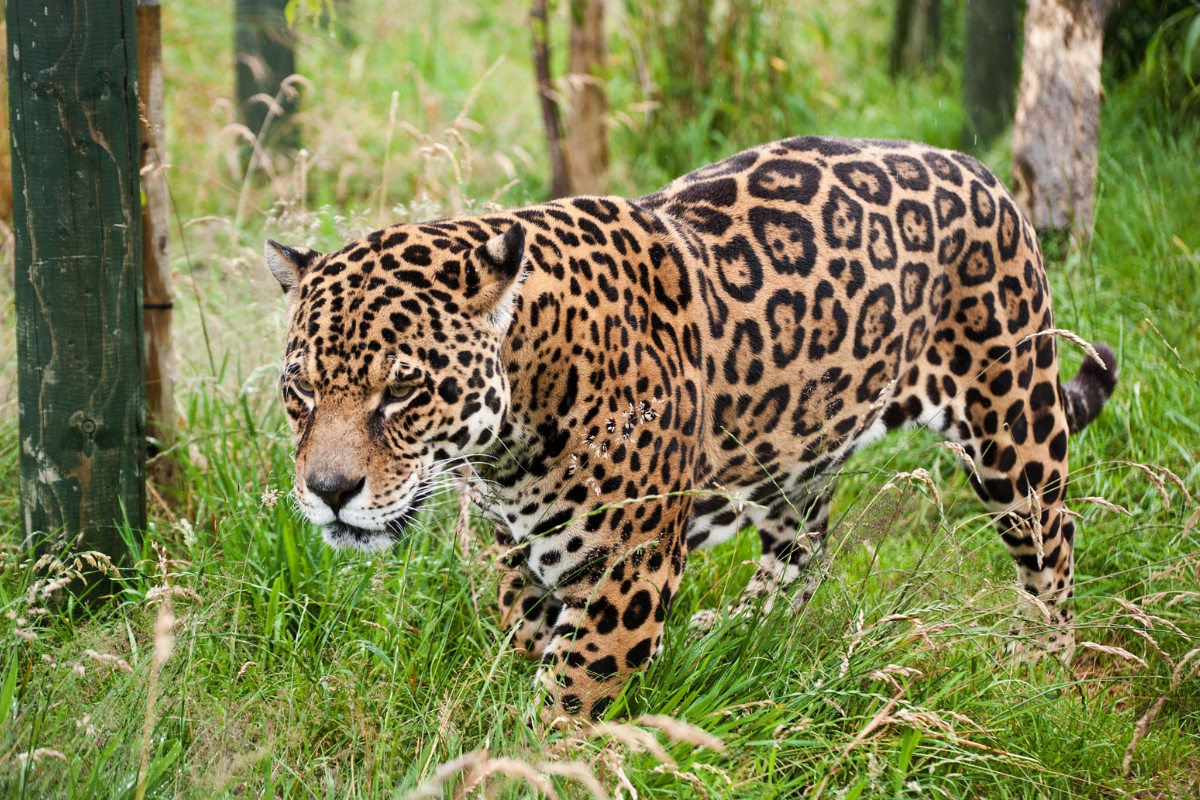 Costa Rica’s jaguars are making a powerful comeback in the wild.
