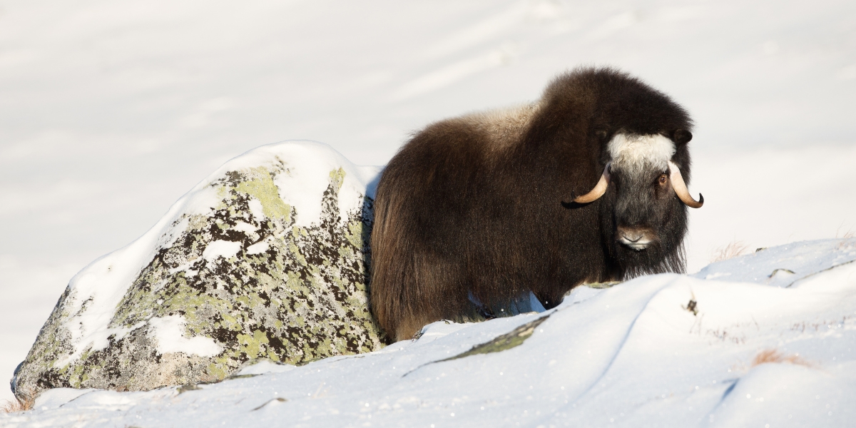 Musk ox, Greenland wildlife