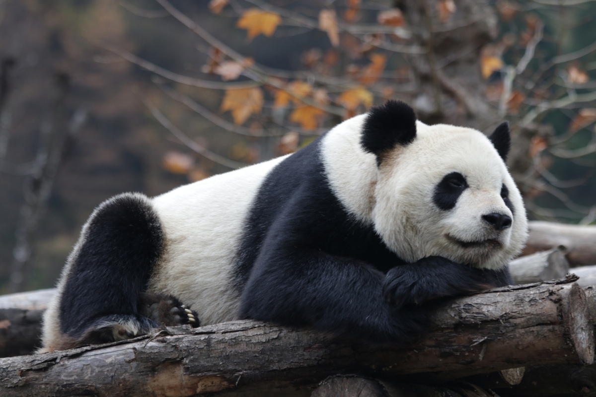 Giant Panda Breeding and Research Center in Chengdu, China.
