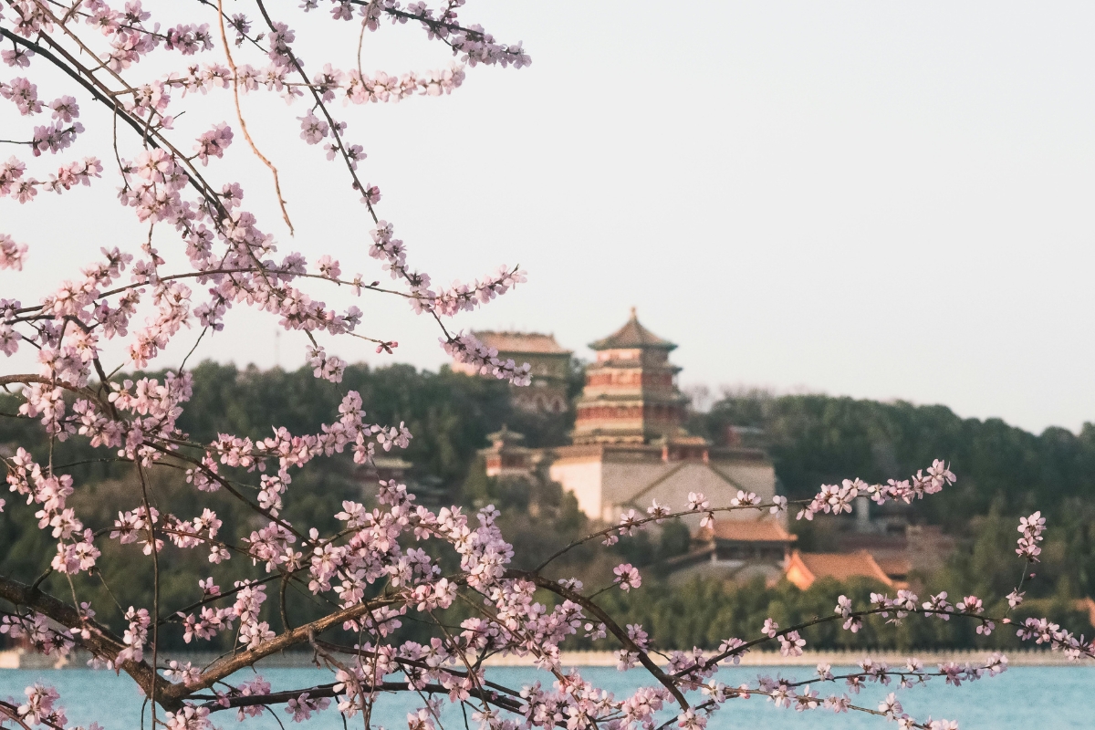 Cherry blossoms in Beijing, China during the spring season.