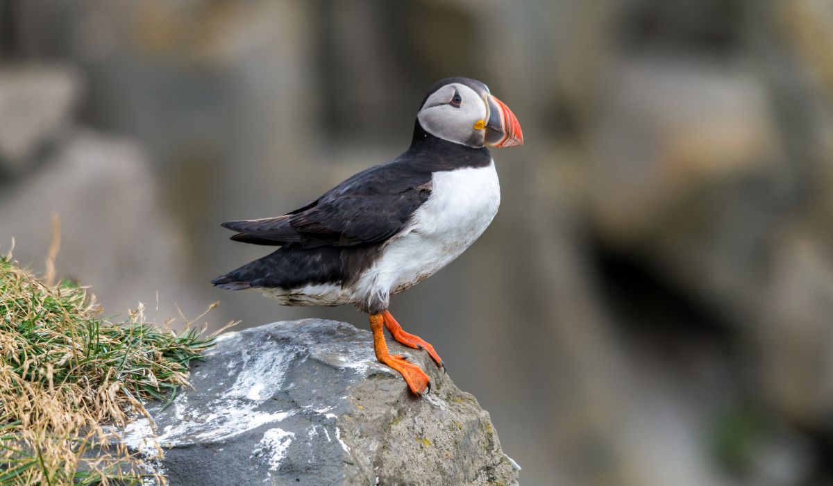 Atlantic puffin, also known as the common puffin