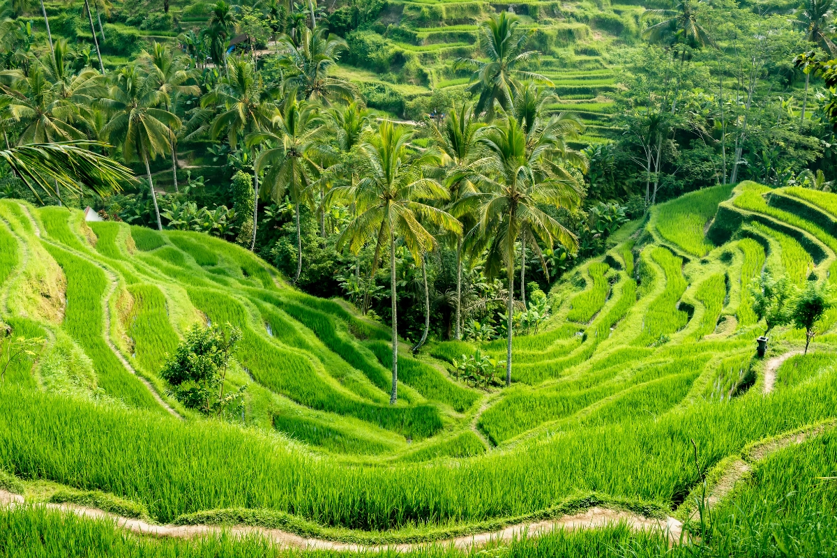 Rice terraces in Indonesia.