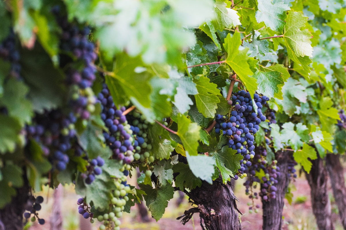 In the high-altitude vineyards of the Andes, Malbec found its true home—thriving to produce bold, expressive wines that would put Argentina on the world stage.