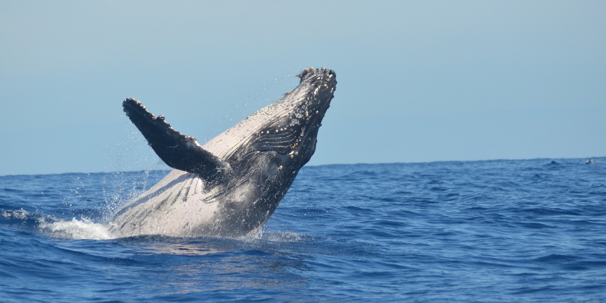Humpback whale, Arctic marine life