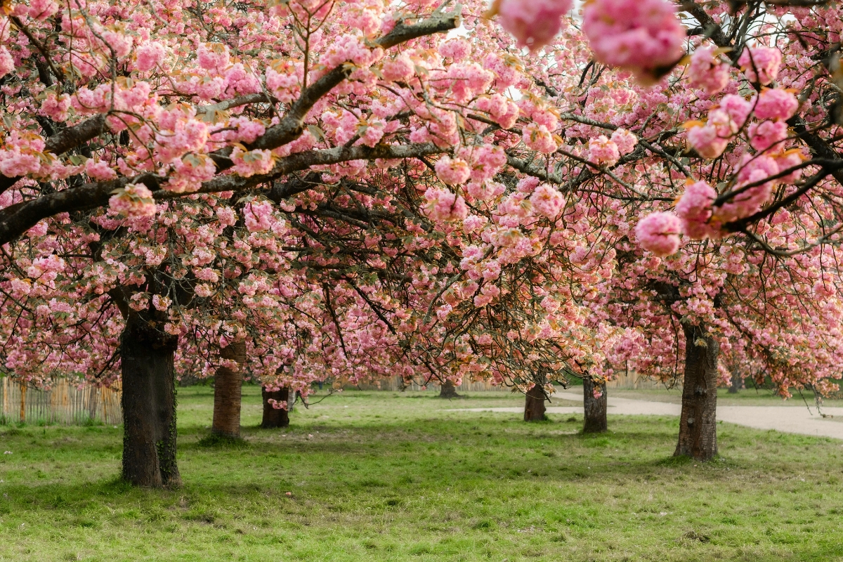 Cherry Blossom Trees in Full Bloom