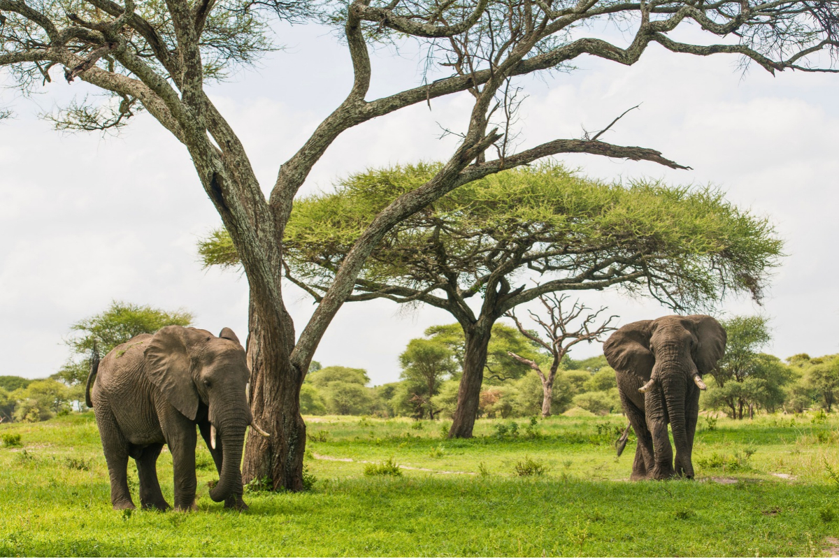 Tarangire elephants