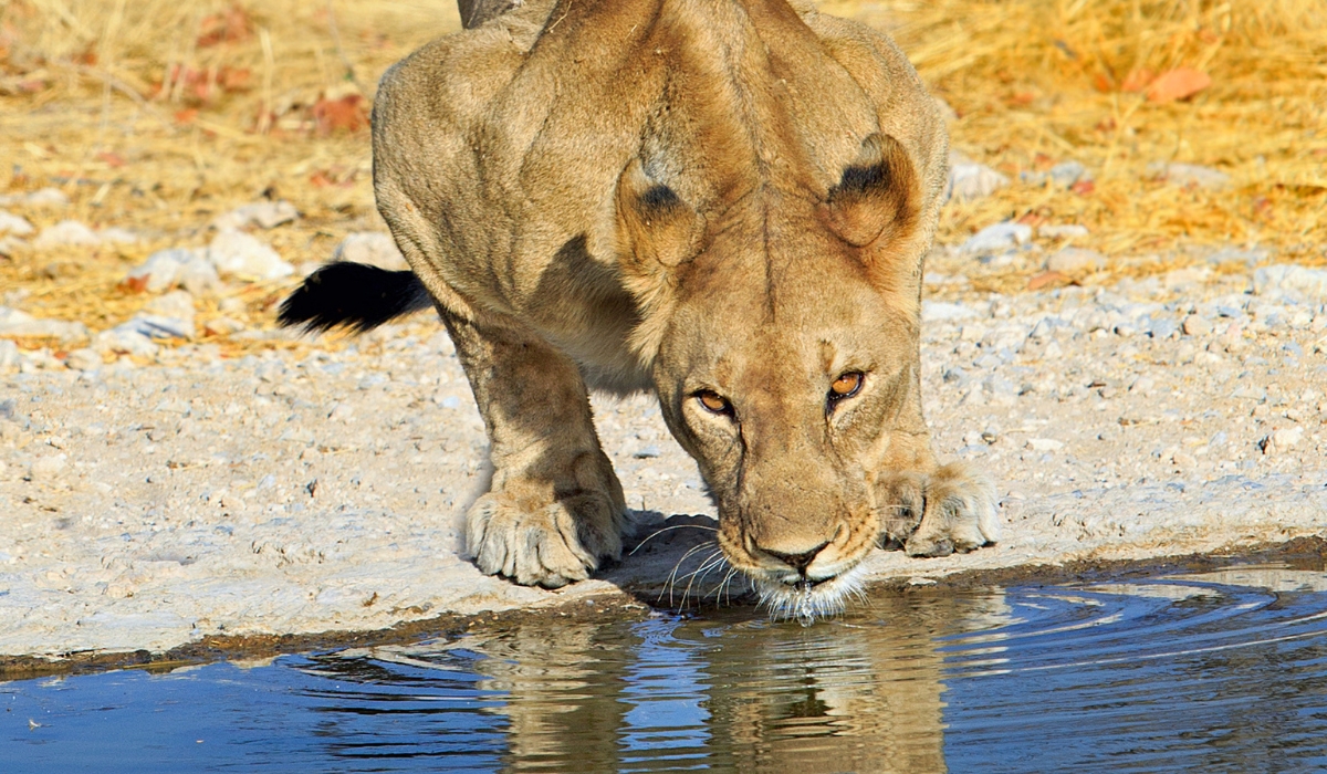 Lioness at waterhole in Ongava Game Reserve, Namibia