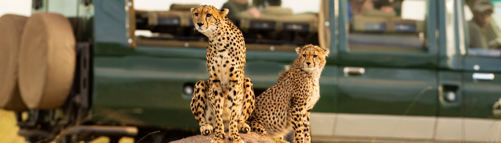 Two cheetahs and safari jeep at Mara Conservancy in Kenya