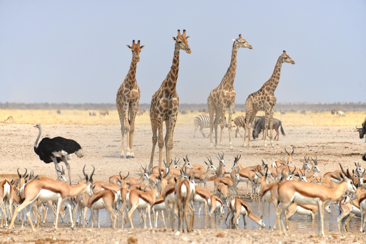 Giraffes, zebra, ostriches, antelopes wildlife in Etosha National Park, Namibia
