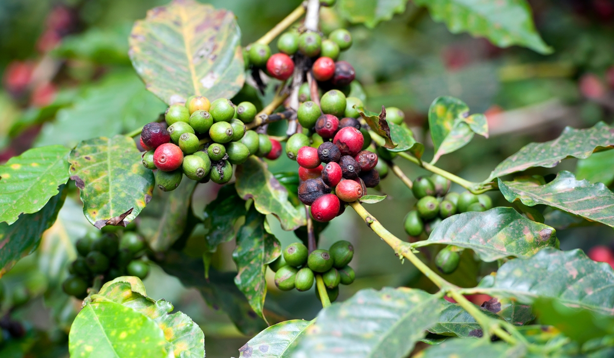 Colored coffee beans in Arusha, Tanzania