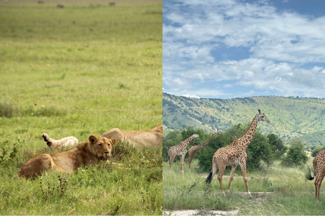 We got the opportunity to witness Rwanda’s wildlife up close! (Photo: Isabel Falls)