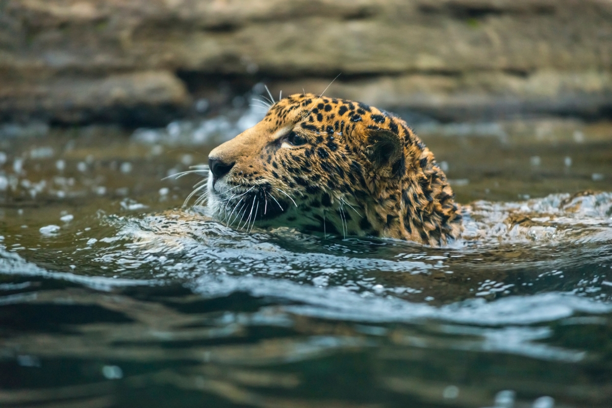 From Mexico to Argentina, jaguars are returning to the wild.