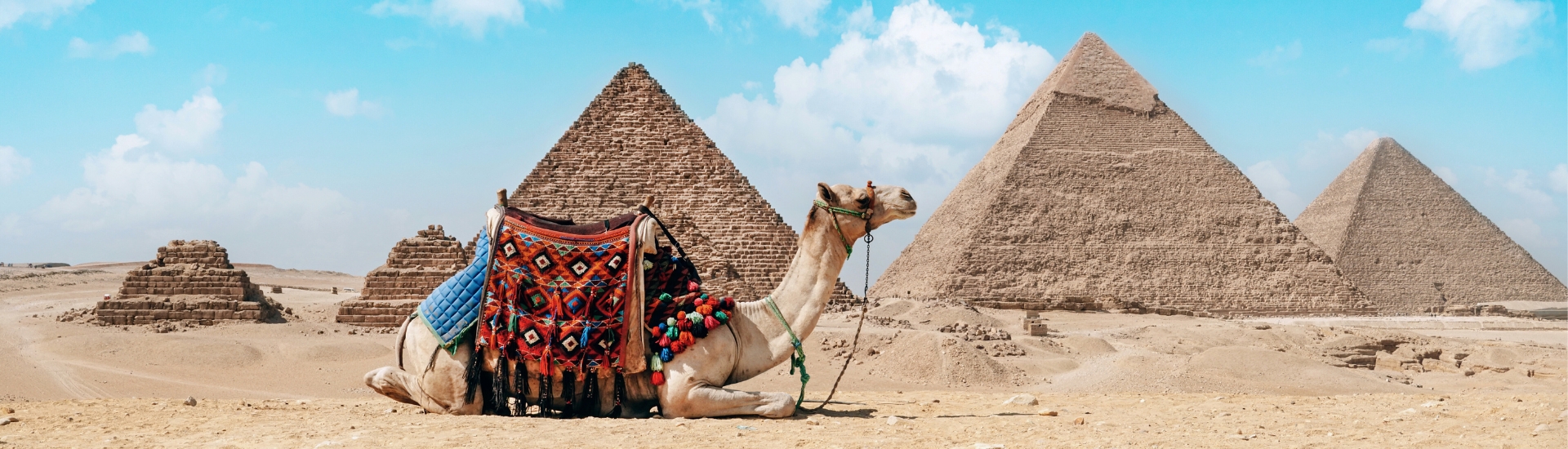 Camel in front of Pyramids of Giza near Cairo, Egypt