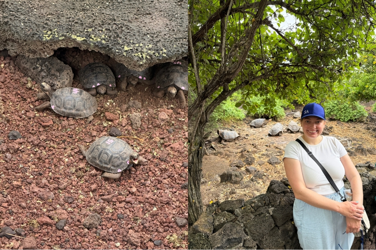 Checking out the giant tortoise breeding program at Charles Darwin Research Station. (Photo: Melissa Dreffs)