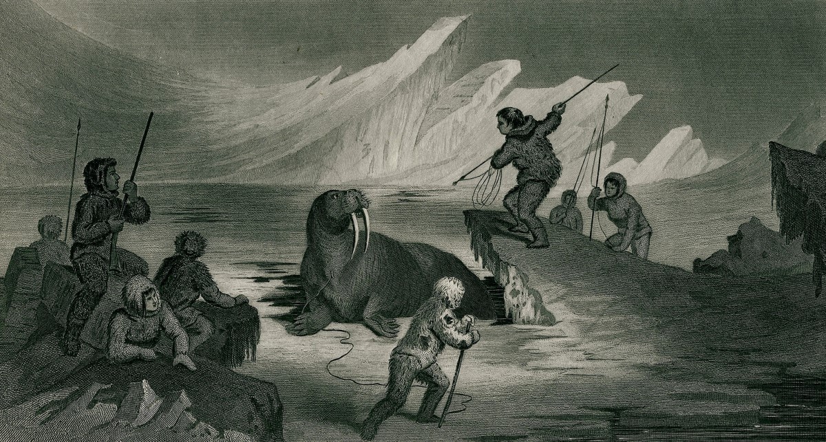 Photo depicting walrus hunting in 1856