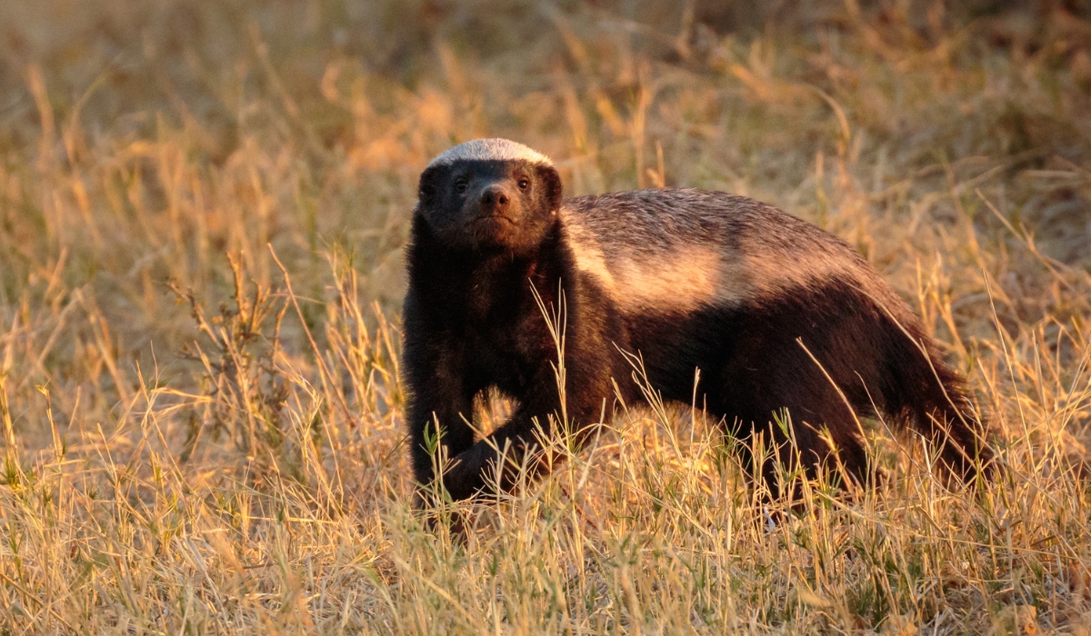 Honey Badger in Chobe Natitonal Park, Botswana, Africa