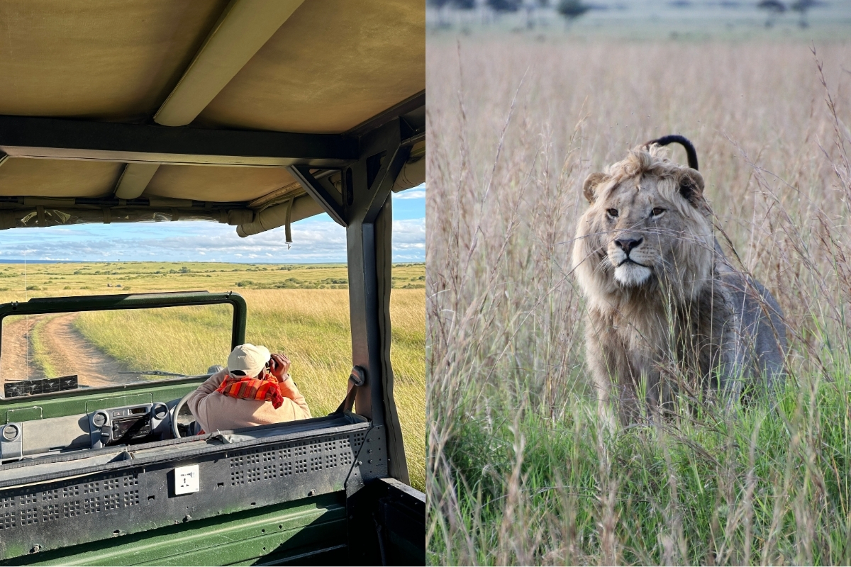An unforgettable afternoon in the Mara—spotting cheetahs, wildebeest, and this regal lion emerging from the tall grass. (Photo: Isabel Falls)