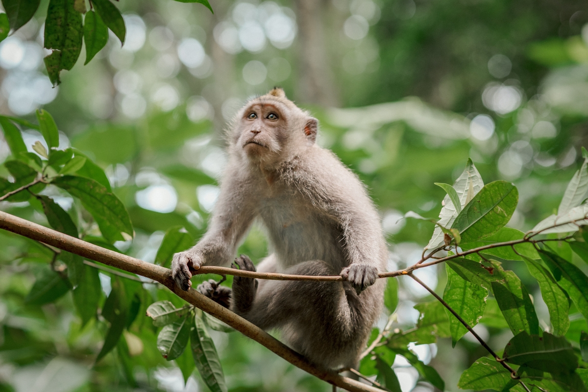 Indonesia’s fascinating wildlife.