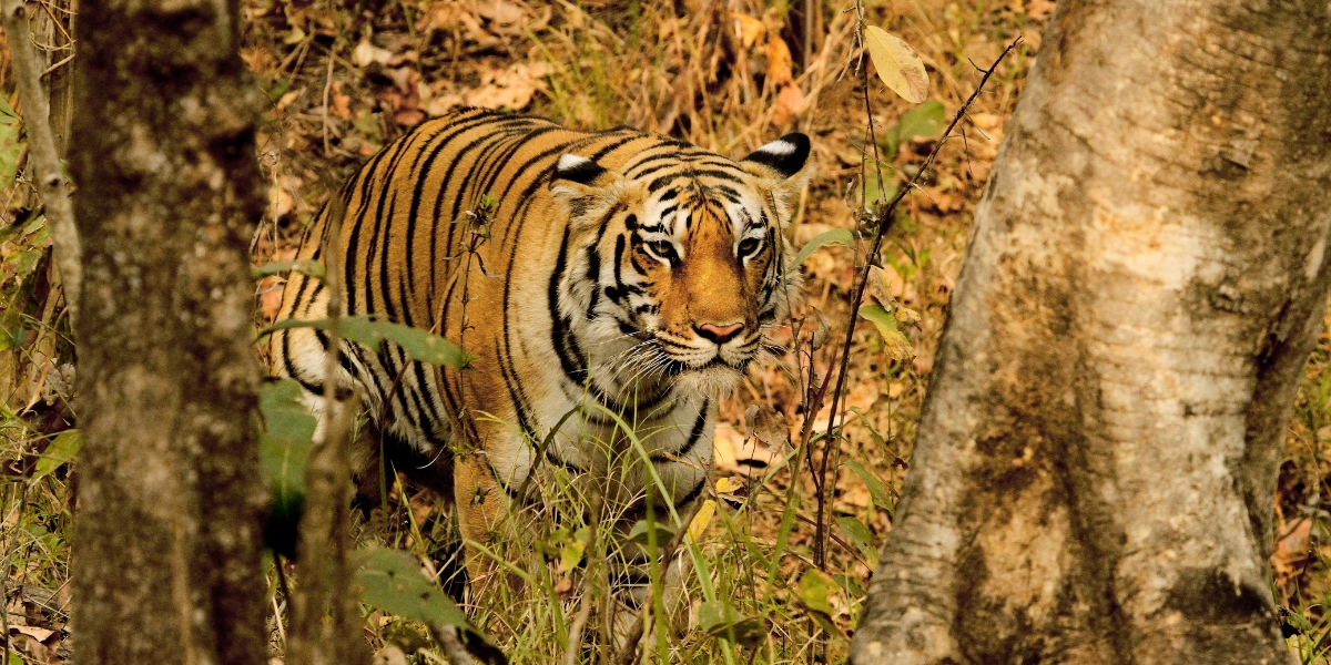 Bengal tiger in Pench National Park, Maharashtra, India
