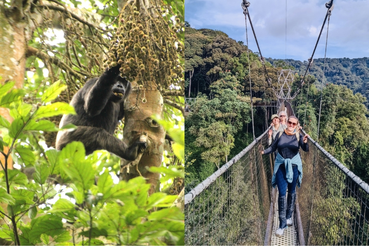 Witnessing a Chimpanzee and walking along the Nyungwe Canopy Walkway (Photo: Megan Ribeiro).