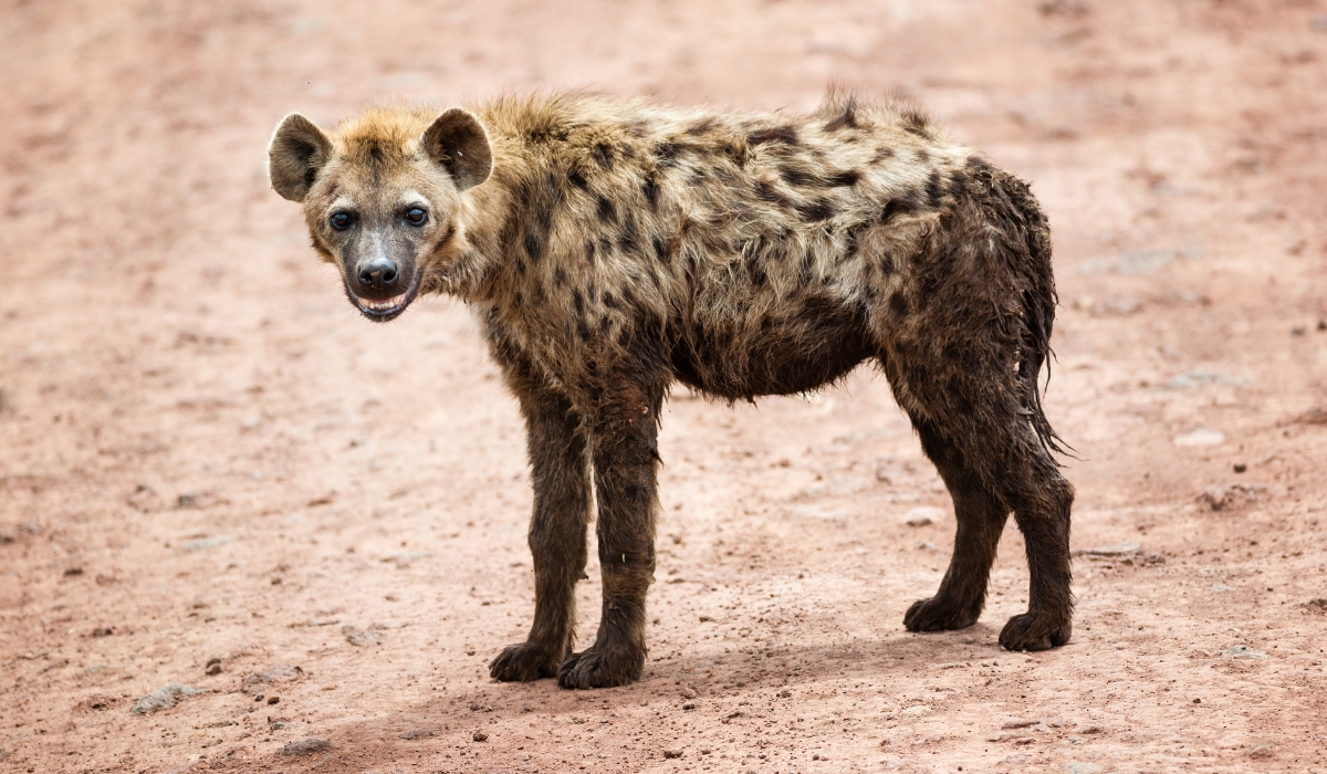 Hyena in Tarangire National Park, Tanzania